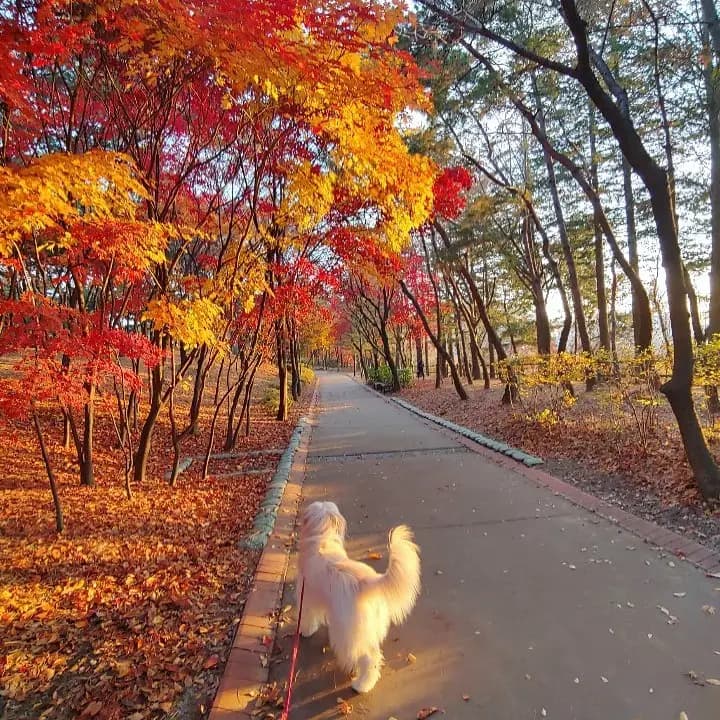 뚜벅이여도 괜찮아🤘🏻서울 가을 단풍 명소 6 | 세시간전